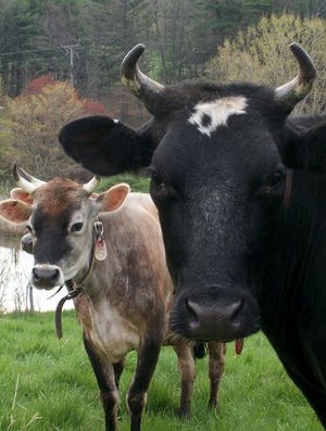 Courtesy photo
The Brookford Farm cows are the stars behind the annual Quark Festival.