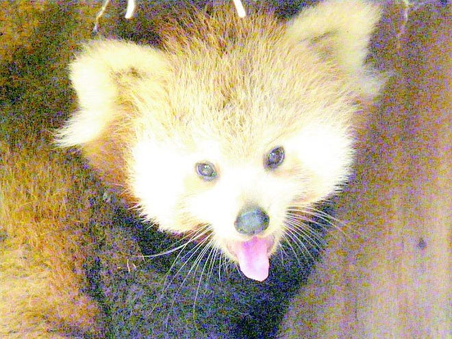 Binder Park Zoo’s newest red panda cub.