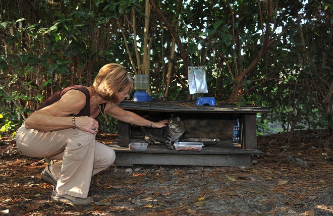 Heather Bruce feeds what she calls the "community cats," or former feral cats, in her Westside backyard Wednesday morning. The cats have been vaccinated and sterilized.