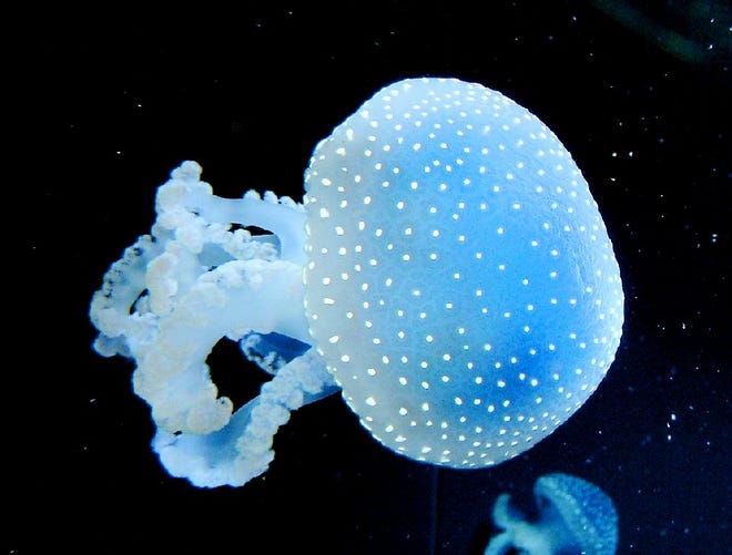An Australian spotted jellyfish.