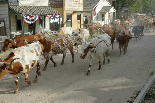 The Kansas Livestock Association drove 30 trophy longhorn through downtown Wichita on Oct. 8 as part of the Kansas Sunflower Parade. The drive revived memories of the cattle movements that turned Kansas towns such as Dodge City, Ellsworth and Abilene into major commercial hubs in the cattle industry of the 1800s.