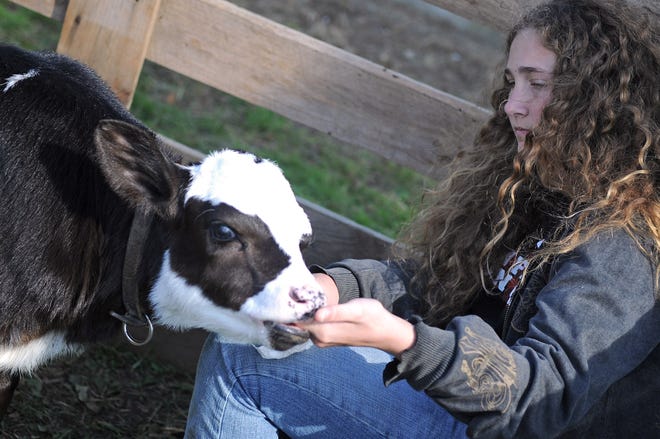Anna Margotta of Hingham allows an 8-day-old calf suck on her fingers at Lolans Farm in Middleboro during an open house on Sunday.