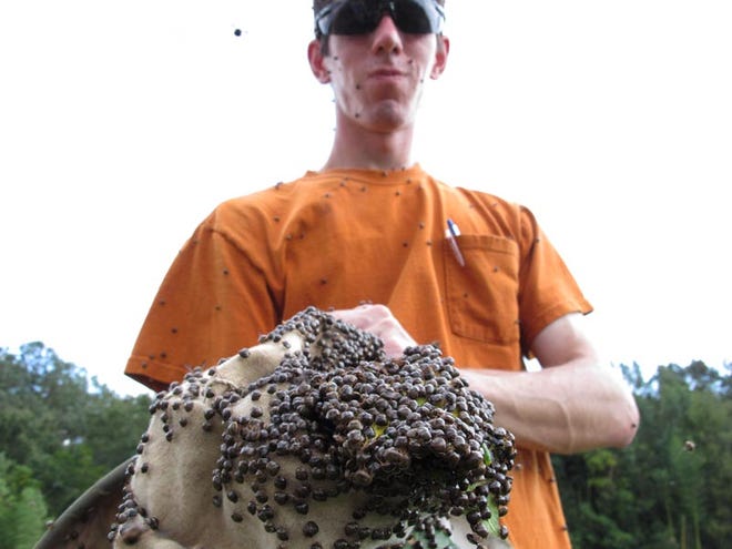 Clemson University doctoral student Nick Seiter shows a net filled with “kudzu bugs.” Seiter is studying the invasive bug, which is wreaking havoc on soybean crops.
