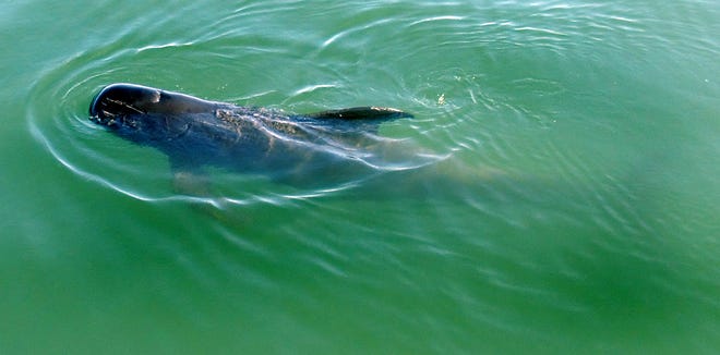 A juvenile pilot whale in distress swims close to the surface of Plymouth Harbor.