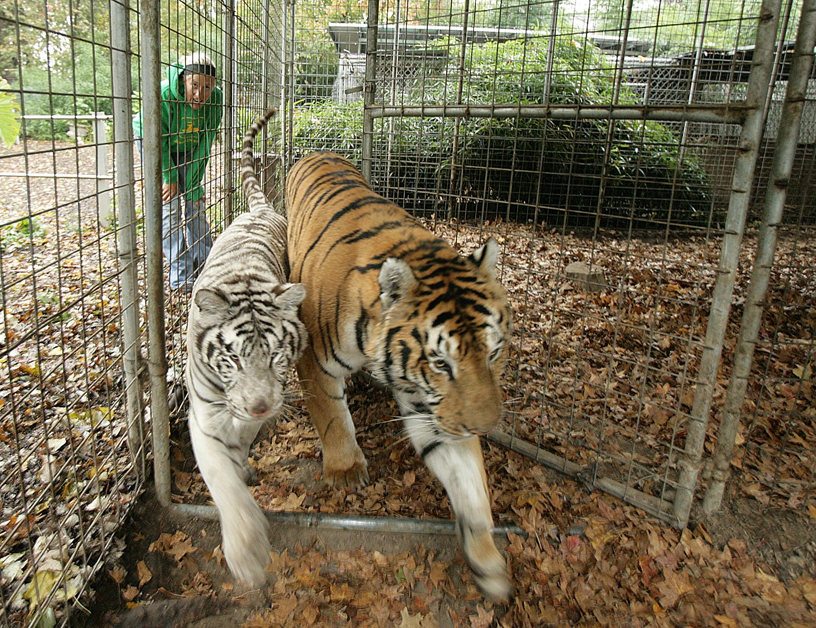 Stump Hill owner: Exotic animal escape not rallying cry