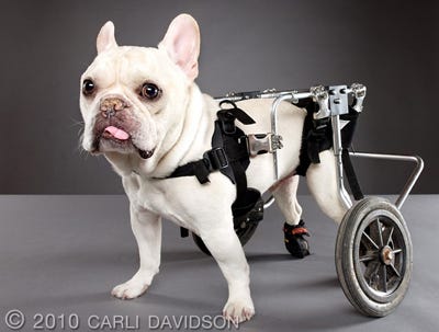 Pets with Disabilities Project