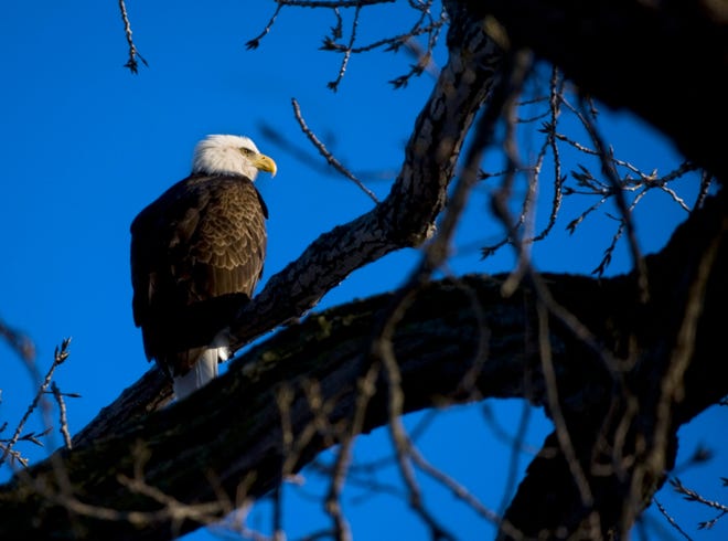 A bald eagle scans the Illinois River in the fading light of the setting sun near Rome.