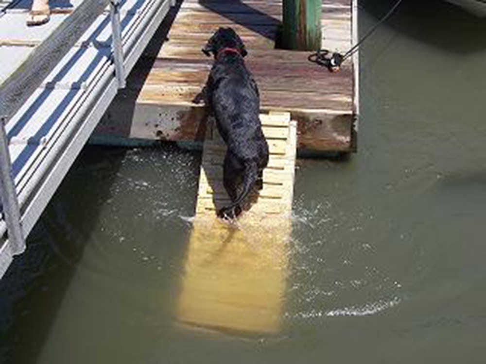 Best Aluminum Dog Water Ramp: Water Ramp For Dogs, 46% OFF
