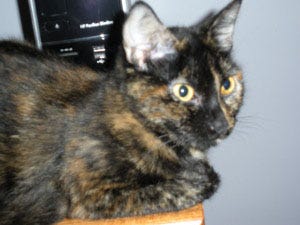 Sadie, a 1-year-old tortoiseshell, is available at South Shore Humane Society. Call 781-843-5838.
