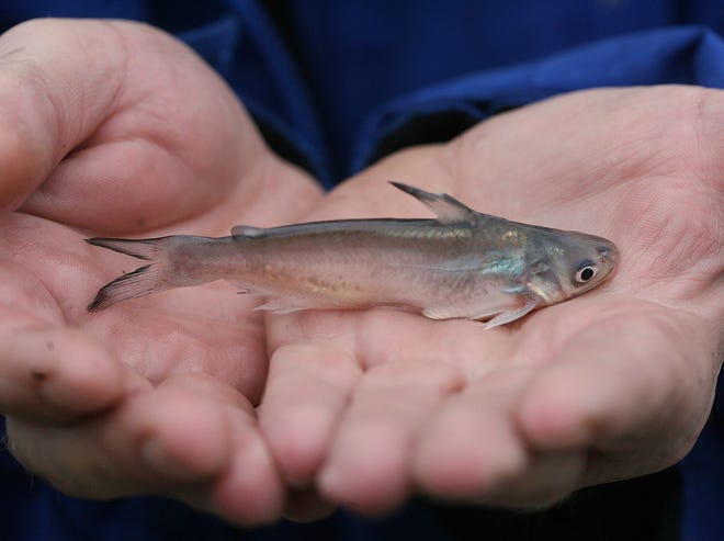 This tiny blue catfish could grow into a behemouth weighing 100 pounds or more.