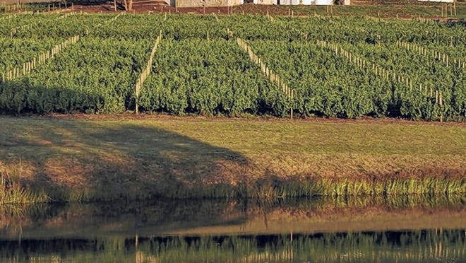 Fifty percent of the The Bouchard Finlayson homestead is planted with pinot noir. Other varietals include chardonnay, sauvignon blanc, sangiovese and nebbiolo.