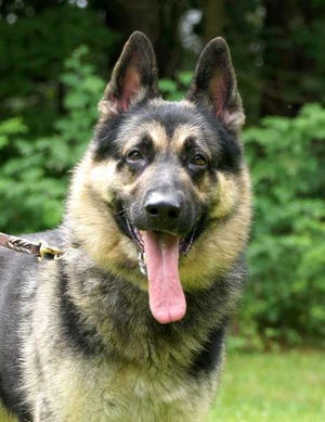 Sheldon, a 5-year-old German shepherd, is homeless because his family ran into economic hardship.