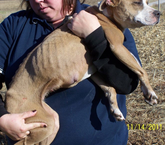 The emaciated mother dog, Mia, is carried from the Halcombs' property by Mercer County Animal Control.