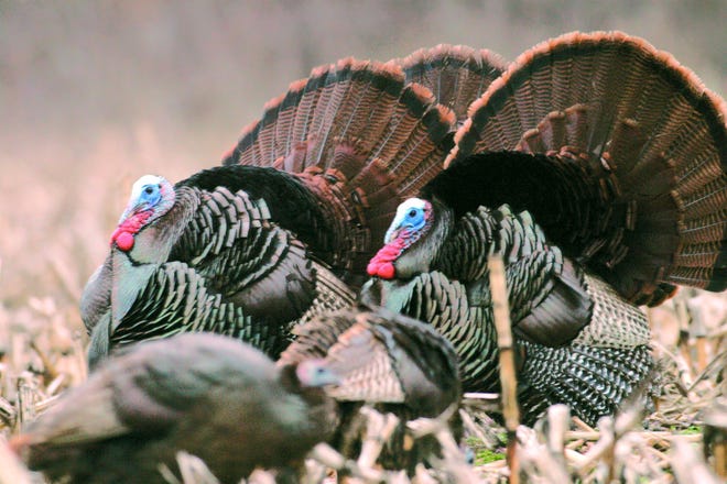 A trio of gobblers tries to impress some disinterested hens. Wild turkey hunting season opens April 13 in central Illinois. Chris Young/The State Journal-Register.