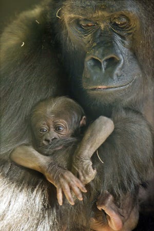 In this photo taken Nov. 18, 2011, provided by the Lincoln Park Zoo, Western Lowland Gorilla mother Bana hold her new her baby which was born on Nov. 16, 2011. The baby which has yet to be named joins a troop of seven Western Lowland Gorillas at the zoo. The newborn girl is the first of this critically endangered species to be born at the zoo since 2005. (AP Photo/ Lincoln Park Zoo, Todd Rosenberg)
