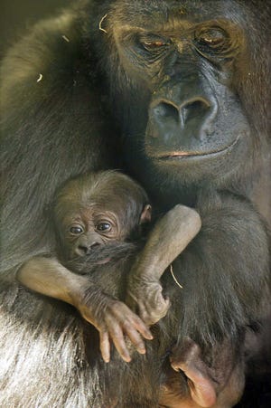 Western Lowland Gorilla mother Bana holds her new baby, born on Nov. 16. The baby was found dead yesterday morning.