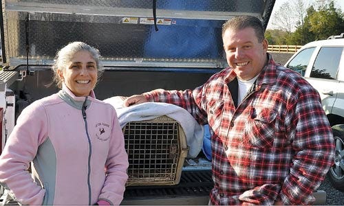 Submitted Photo 
Kelly and Jim Simonetti, from the Antler Ridge Wildlife Sanctuary, prepare to release Hope the fox kit into the wild. They nursed it back to health after it was brought to the sanctuary with mange.