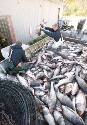 Big River Fish in Pearl is planning to expand its capacity to process Asian carp for export to China. Chris Young/The State Journal-Register.