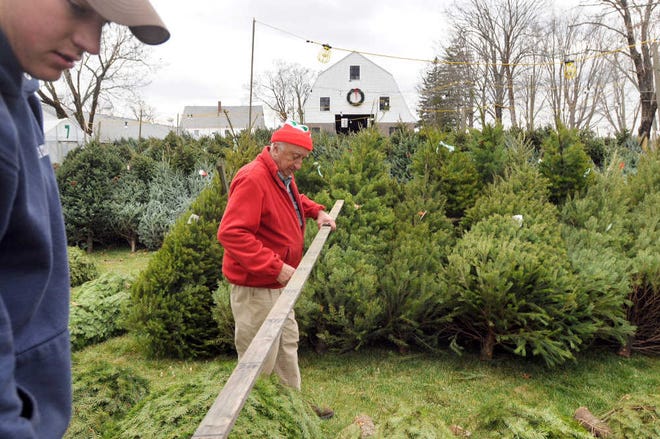 A Farmers Daughter employee Eric J. Hannon of Auburn left and Farmers Daughter owner Donald G. Post measure Christmas trees while getting ready for the tree-buying rush.