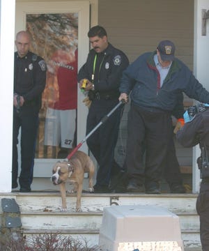 Bridgewater police remove a 2-year old pitbull that attacked an elderly woman at 5 Brian Road in Bridgewater, on Thursday, Dec. 1, 2011.