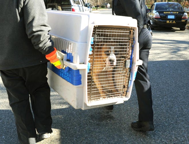 Bridgewater police remove a 2-year old pitbull that attacked an elderly woman at 5 Brian Road in Bridgewater, on Thursday, Dec. 1, 2011.