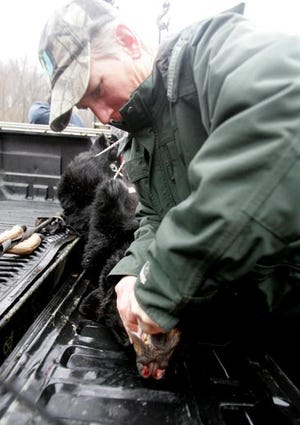 Photo by Amy Herzog / New Jersey Herald — A state Dvision of Fish and Wildlife officer examines a bear at the Whiittingham Wildlife Management Area.