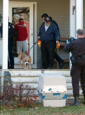 Rex, a male pit bull, attacked a 60-year-old woman who was living with relatives at 5 Brian Road in Bridgewater, on Thursday, Dec. 1, 2011.