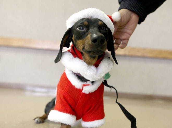 Schnitzel the Dachshund has his Santa costume adjusted during Santa Paws at the Hodges Community Center. Pets of all size and shape showed up to have their photos taken with Santa Claus and receive a free bag of goodies.