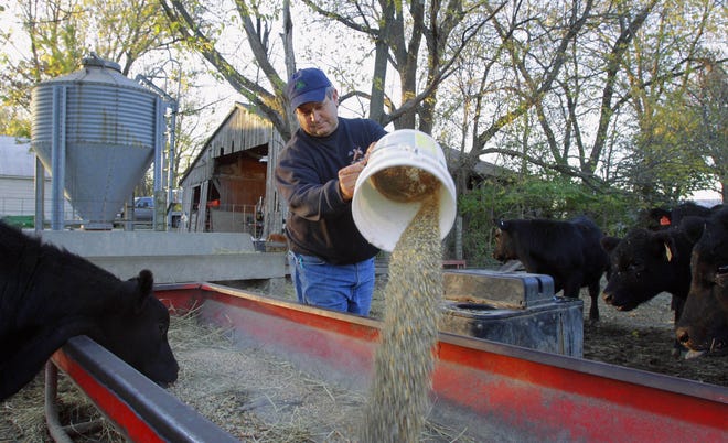 In a photo taken Oct. 31, 2011, central Illinois farmer Dale Hadden feeds his Angus beef cattle on the family farm near Jacksonville, Ill. Hadden's farming operation is doing especially well this year for any of a number of reasons and will use this as an opportunity to funnel some of these profits into new machinery and paying off some land. (AP Photo/Seth Perlman)