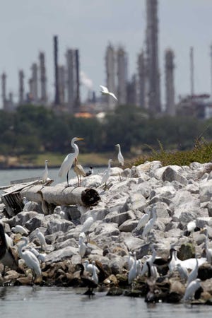 Birds are shown at a colonial waterbird nesting site as a refinery stands in the background along the Houston Ship Channel in Baytown. The island is part of a project to restore lost wetlands and islands off the Texas coast. The U.S. Department of Agriculture on Monday pledged $50 million to a program designed to restore seven river basins from Florida to Texas, in an attempt to show a blueprint for rebuilding the Gulf Coast's fragile ecosystem is more than just another federal report. (AP Photo/David J. Phillip, File)