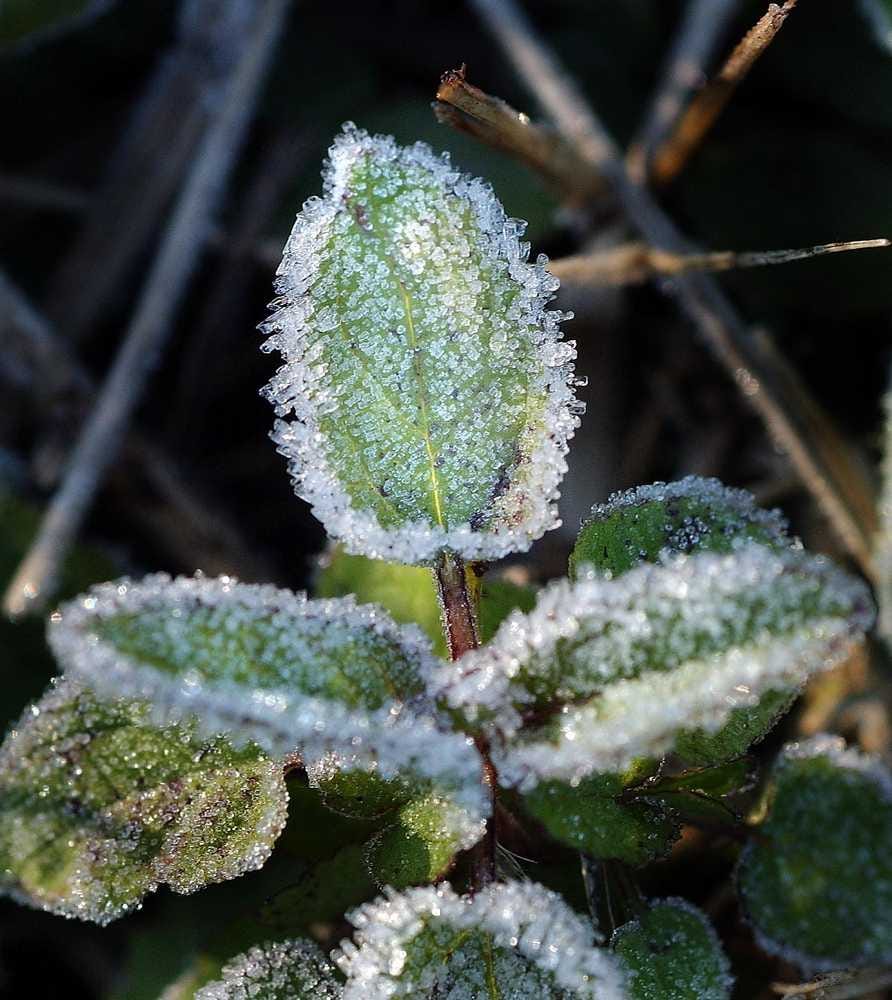 Garden column: What to do before, during and after a freeze