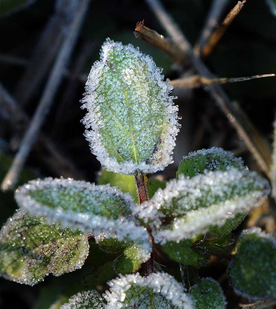 Top 20+ Watering plants before a hard freeze 6 Garden column: What to do before, during and after a freeze