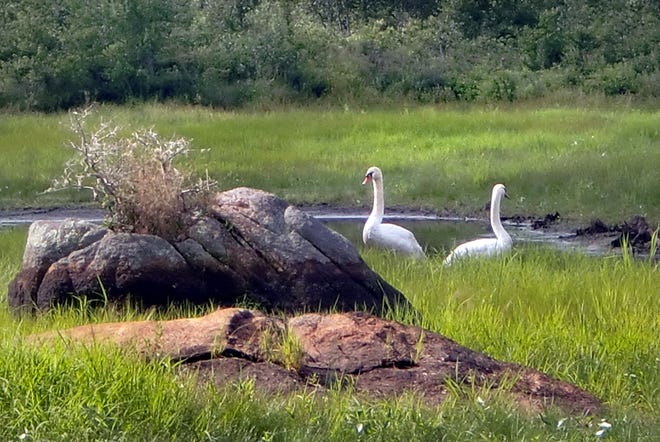 Weary swans stand guard over their cygnets, which are hunker down in the grassy shoals of a drained Hathaway Pond.