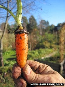Sweden: Wedding ring 'found on carrot' after 16 years