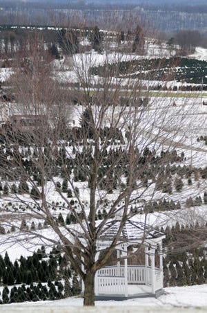 Snow decorates the landscape overlooking Lake Forest Gardens, a
tree farm in Marion Township.