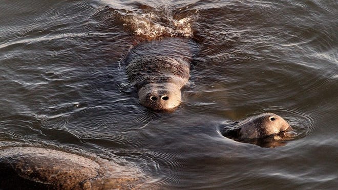 Manatees gather at the intake canal for the old FPL plant in Riviera Beach on Wednesday, Jan. 4, 2012.