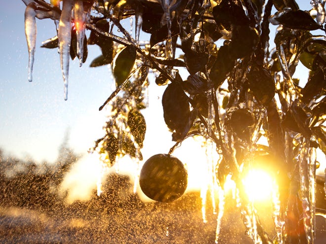 A young citrus tree is misted with sprinklers and blanketed in ice from a evening of sub-freezing temperatures at a grove near the Peace River Valley Citrus Growers Association in Arcadia on Wednesday morning as growers across the inland areas worked to protect produce from potential cold-weather damage.
