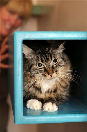 This undated photo courtesy of Best Friends Animal Society shows a cat named Cala Lilly at the Best Friends Animal Society in Kenab Utah. Best Friends Animal Society operates the country's largest no-kill sanctuary for abandoned and abused animals.