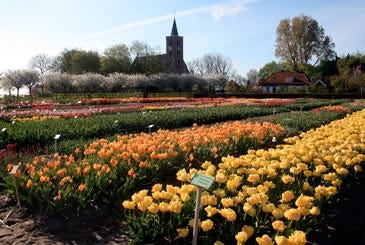 AP Photo/Dean Fosdick The Hortus Bulborum in Limmen village, The Netherlands, is the only museum garden in the world where you can find more than 3,700 different tulips, hyacinth, daffodil and other bulb cultivars in bloom.