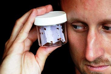 Submitted Photo Jeffrey White, a research entomologist and Newton High School graduate, looks at live bedbugs during the BedBug University Summit in Chicago in 2010.