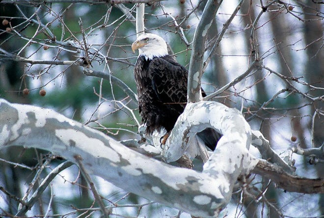 It's eagle season in the Poconos, and environmental groups are hosting eagle watches, hikes and viewings for enthusiasts.