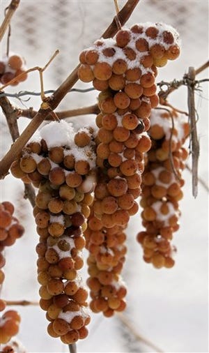 FILE - In this Nov. 25, 2005 file photo, Vidal grapes hang on the vine covered in snow waiting to be harvested and pressed for ice wine in Branchport, N.Y. Winery and vineyard operators from Michigan to New York and parts of Canada have waited nervously for temperatures to get low enough to harvest the tender fruit. (AP Photo/Julie Jacobson, File)