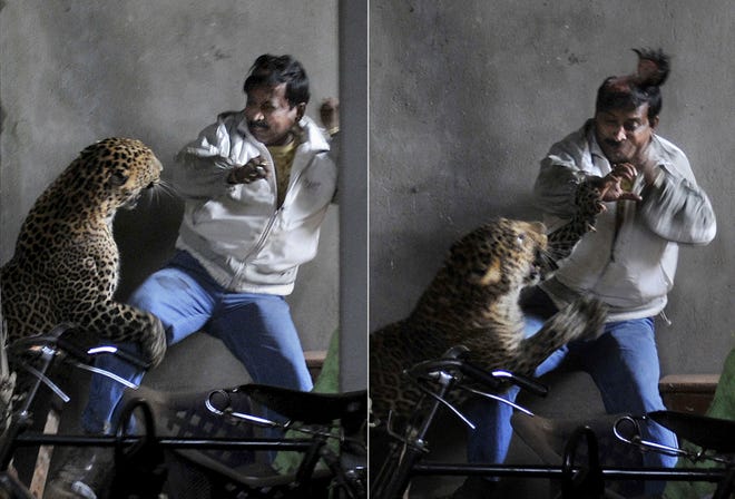 These photos taken Saturday, Jan. 7, show a leopard ripping off part of a man's scalp in a residential neighborhood in Gauhati, India.