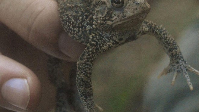 The Houston toad has begun surfacing from its underground burrows in Bastrop County, but mating season has yet to begin, experts say.