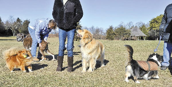 Dogs and their owners take in a sunny afternoon at Drummer Boy Park along Route 6A in Brewster. The board of health will hold a meeting on Tuesday to discuss dog use at the park.