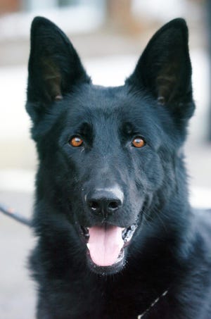 Hoda, Brockton police officer Darvin Anderson's new dog.