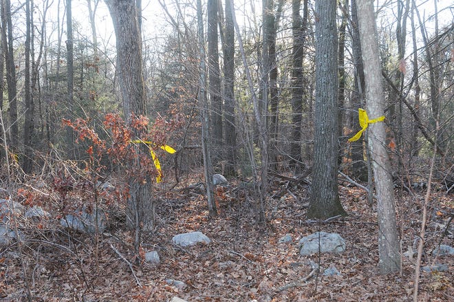 The entrance to the path where Cheryl Blair entered the woods; police tape from the investigation remains 
visible on the trees.
