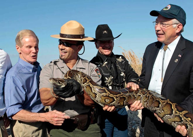 Secretary of Interior Ken Salazar, right, Ron Bergeron, second from left, of the Fish and Wildlife Service, National Park Service Supervisor Ranger Al Mercado, second from left, and Sen. Bill Nelson, D-Fla., left,hold a 13-foot python in the Everglades, Fla., Tuesday, Jan. 17, 2012. Salazar announced the ban on importation and interstate transportation of four giant snakes that threaten the Everglades. (AP Photo/Alan Diaz)