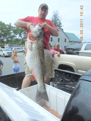 The display of record catches is a regular part of sportsman’s shows. Greg Meyerson will be bringing this world-record 81.88-pound striped bass to the Northeast Fishing and Hunting Show from Feb. 17-19 in Hartford.