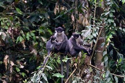 In this undated photo released by Ethical Expeditions, Miller's Grizzled Langurs sit on a tree branch in Wehea forest in eastern Borneo, Indonesia. Scientists working in the dense jungles of Borneo have rediscovered the large, gray monkey so rare it was believed by many to be extinct.
